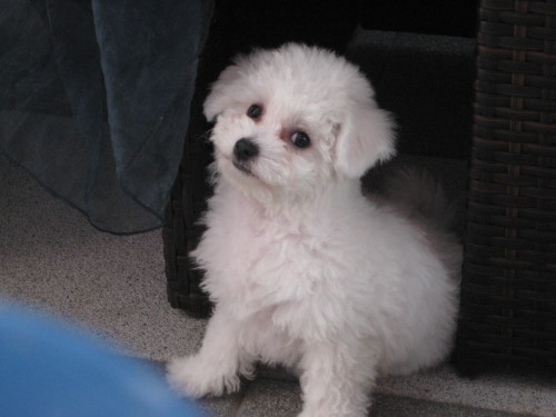 Bild 98
