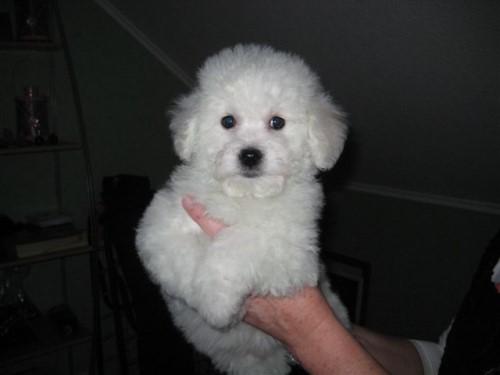 Honeybear 8 Wochen